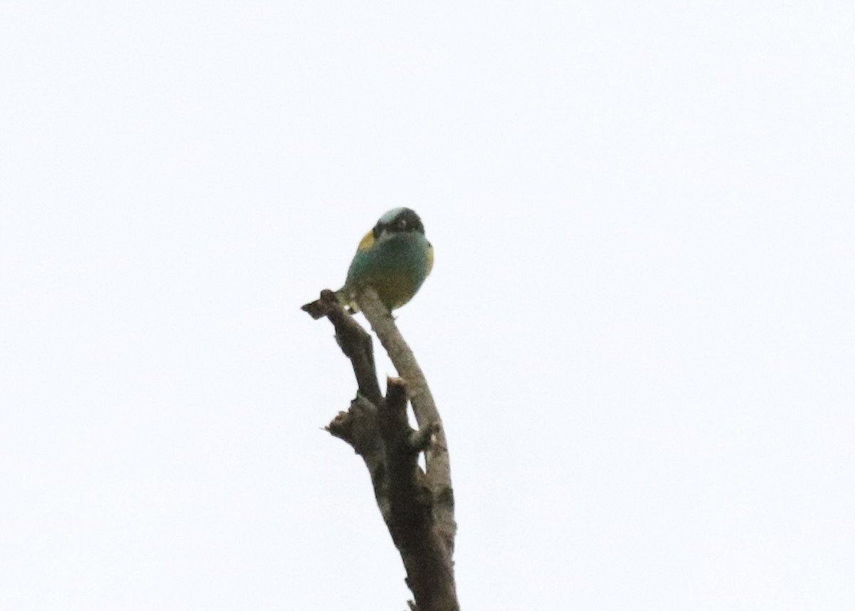 Black-faced Dacnis (Yellow-tufted) - ML616416752
