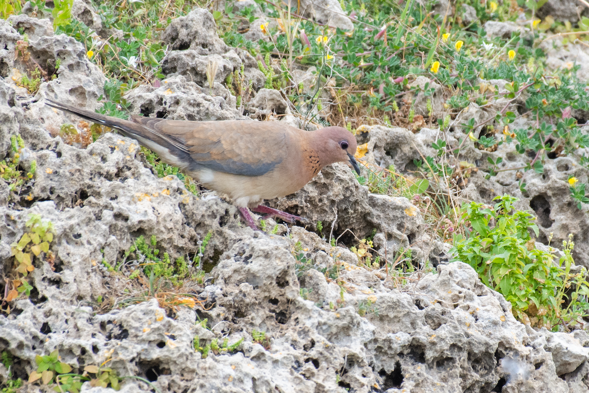 Laughing Dove - ML616416787