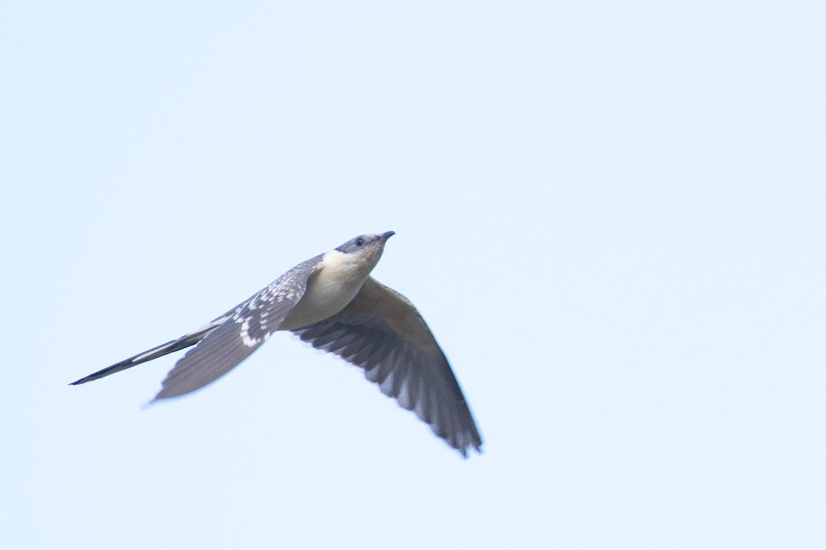 Great Spotted Cuckoo - ML616416840