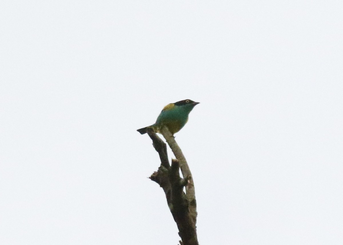 Black-faced Dacnis (Yellow-tufted) - ML616416846