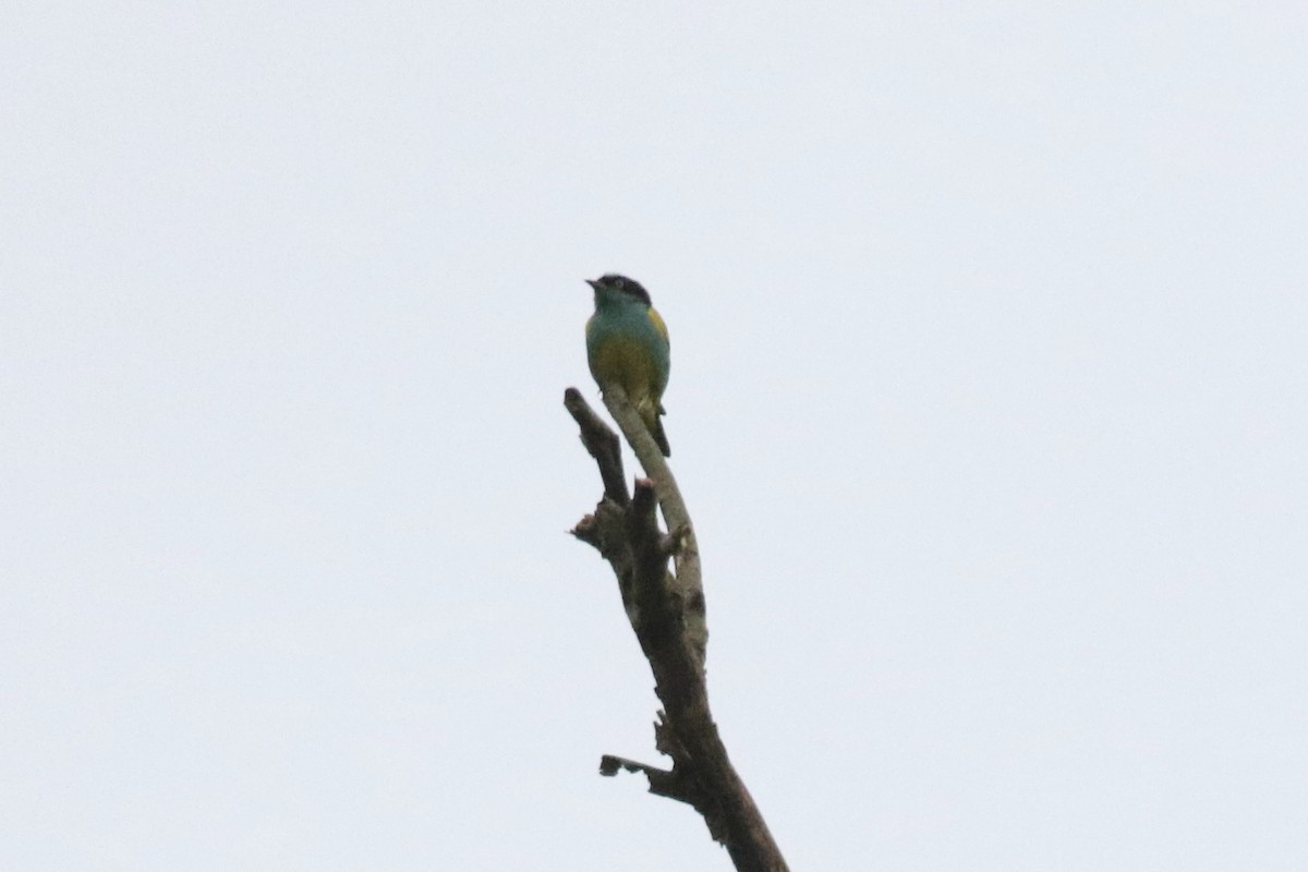 Black-faced Dacnis (Yellow-tufted) - ML616416973