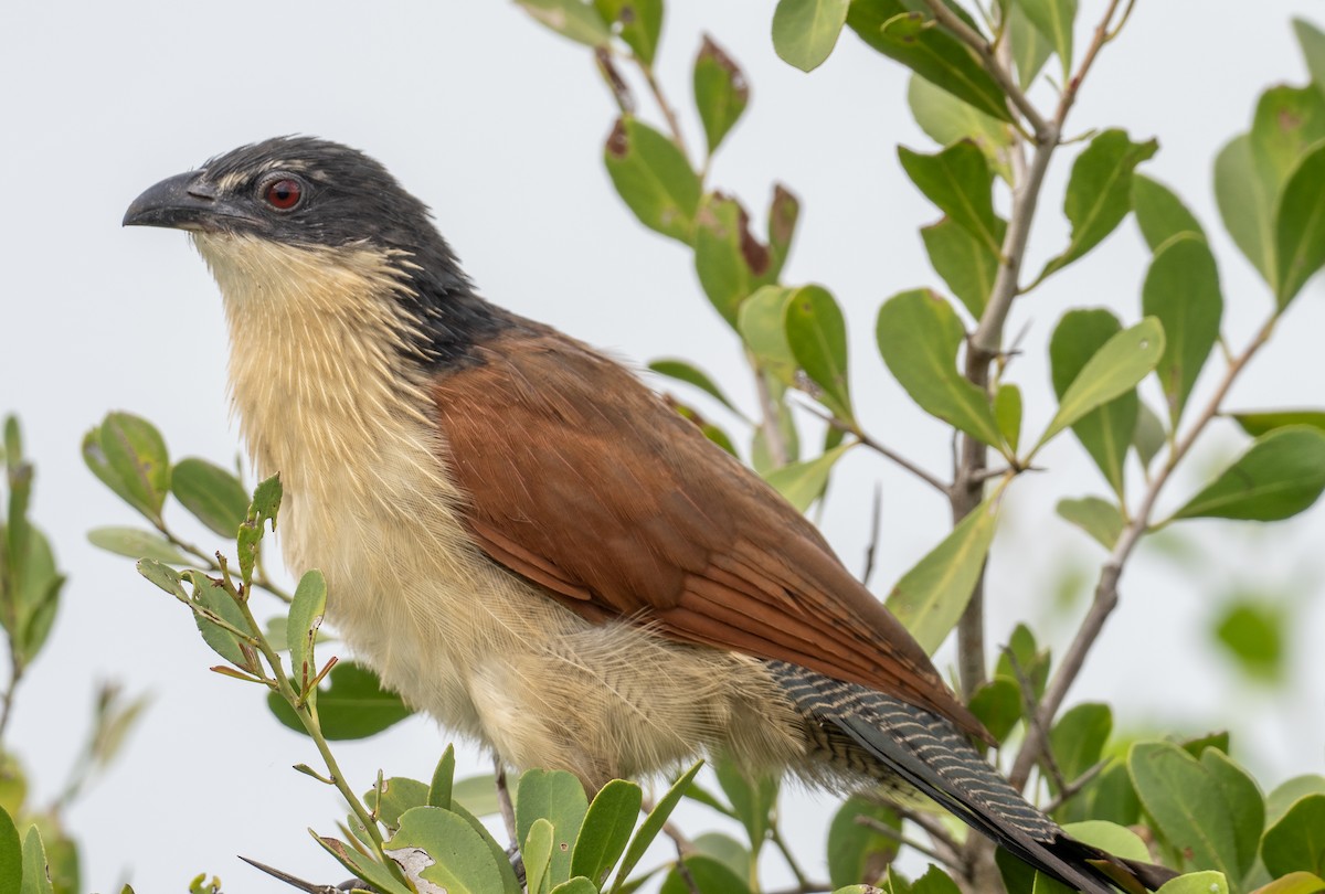 White-browed Coucal - ML616417116