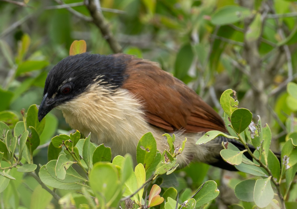 White-browed Coucal - ML616417120