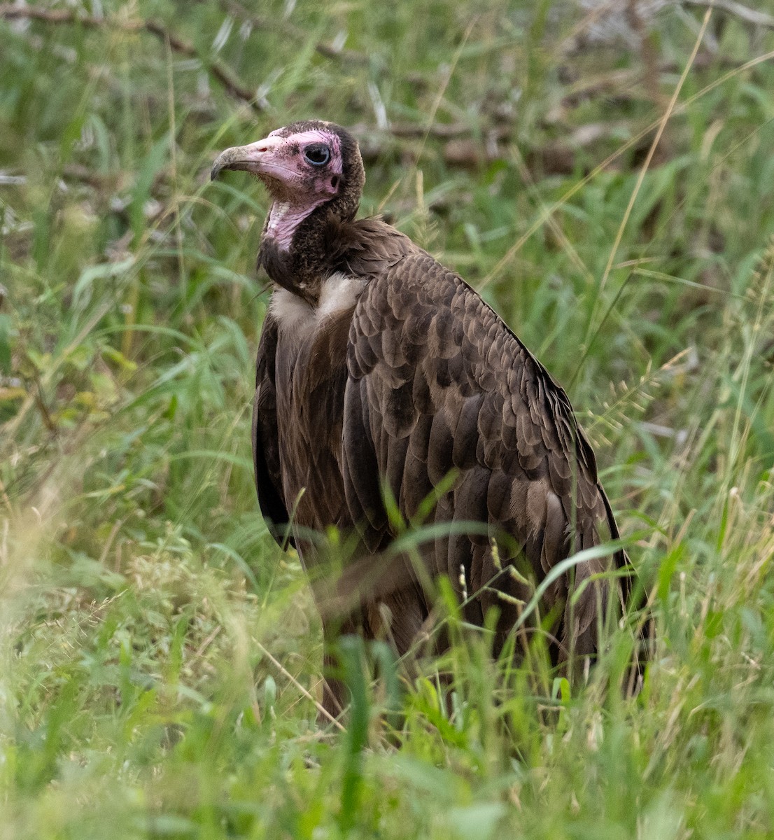 Hooded Vulture - Sam Zuckerman