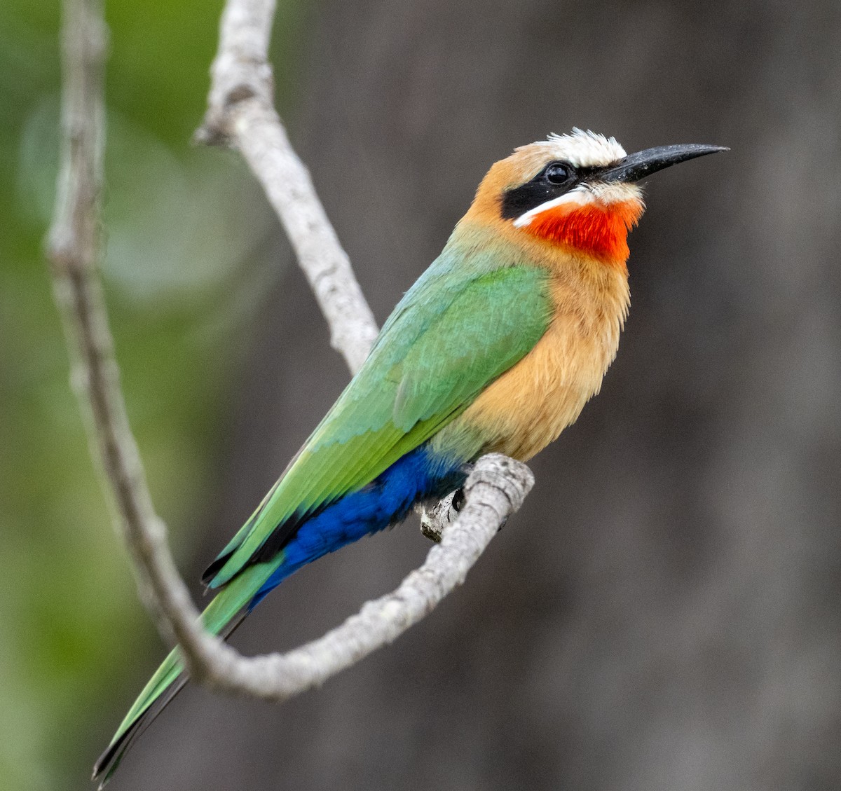 White-fronted Bee-eater - ML616417203