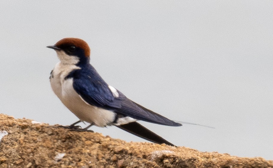 Wire-tailed Swallow - ML616417215