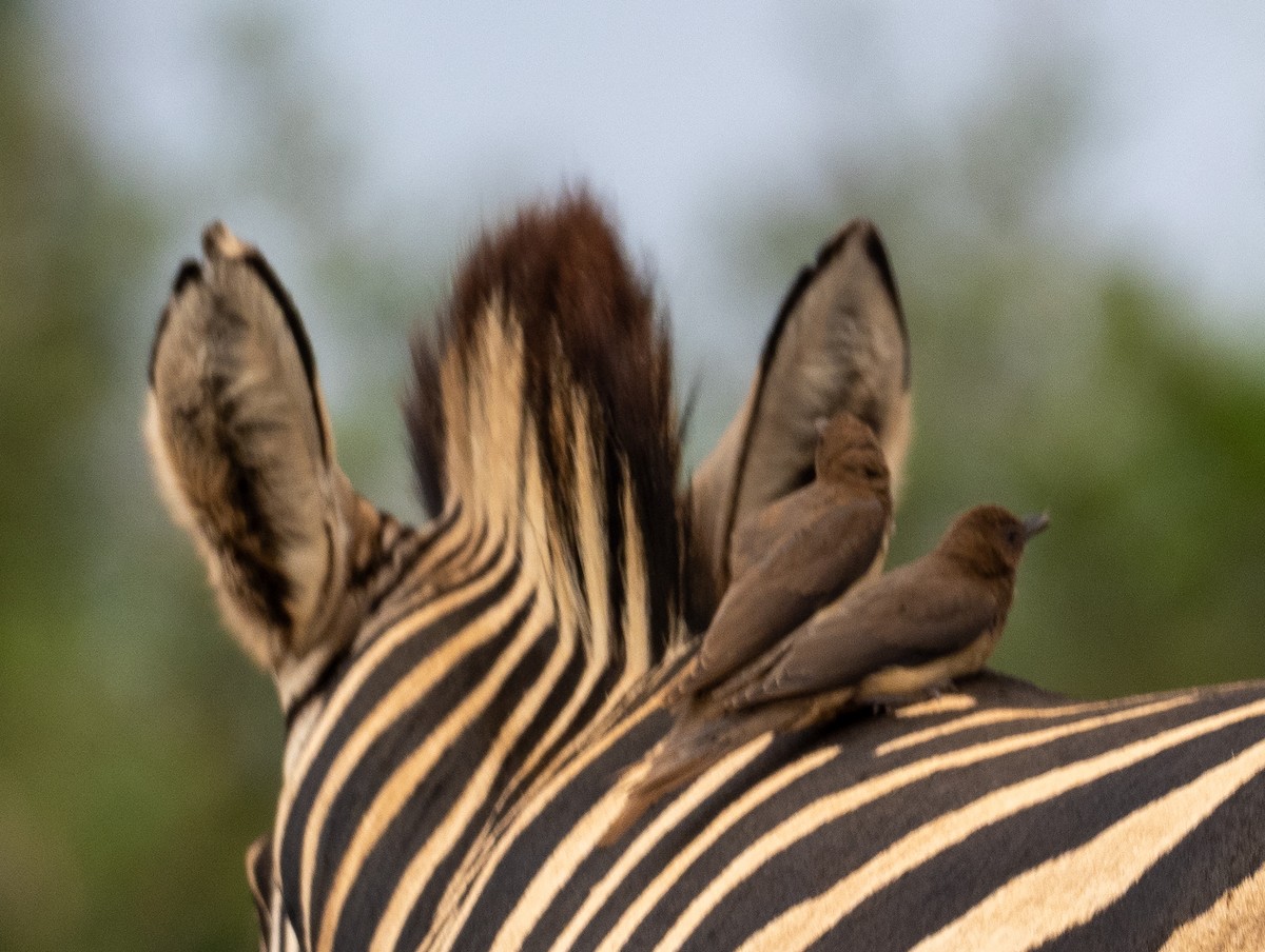 Red-billed Oxpecker - ML616417224