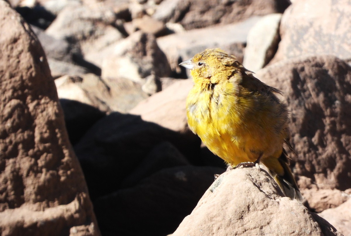 Greater Yellow-Finch - ML616417353