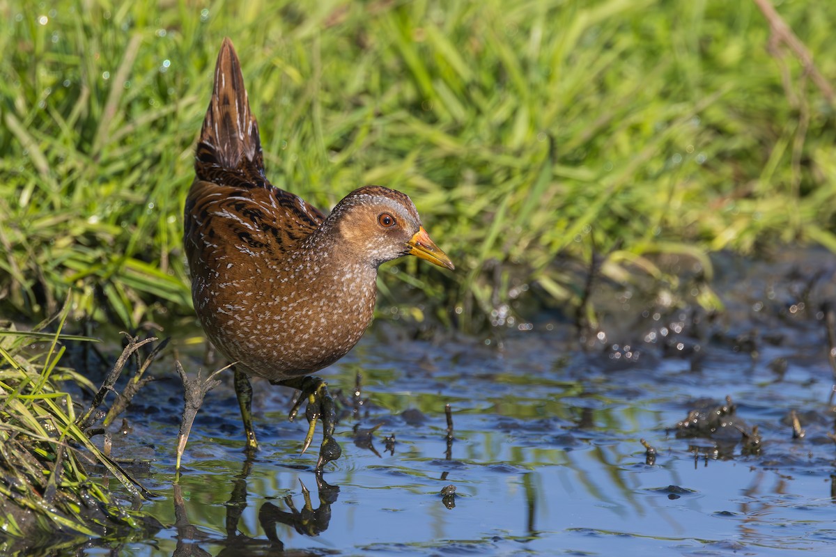 Spotted Crake - ML616417387