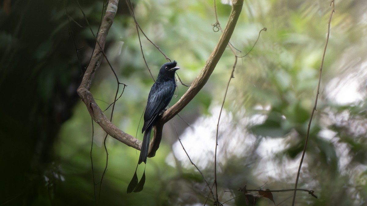 Greater Racket-tailed Drongo - ML616417464
