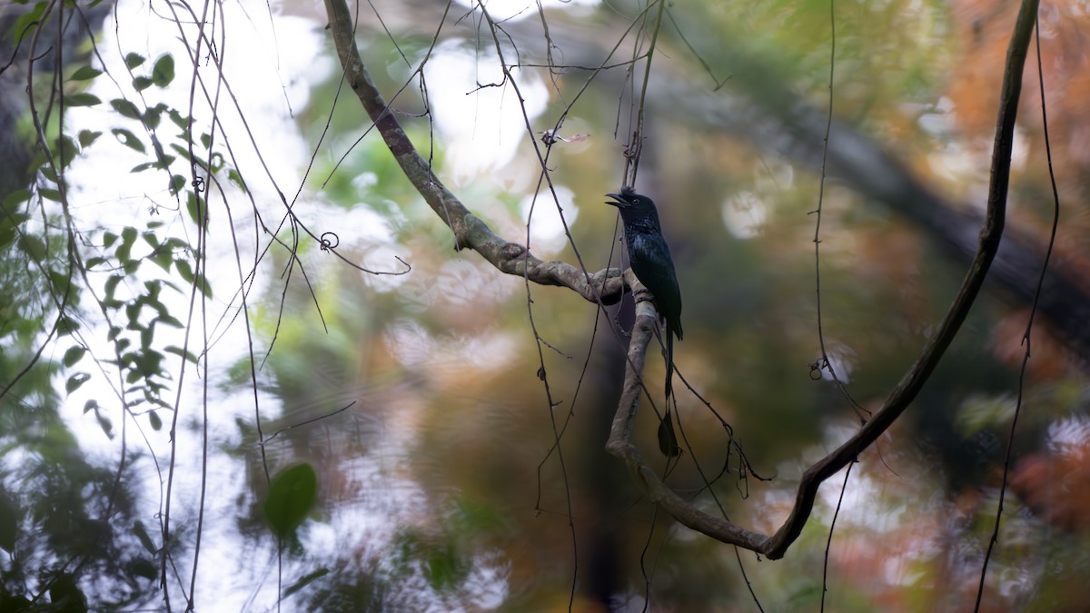 Greater Racket-tailed Drongo - ML616417465