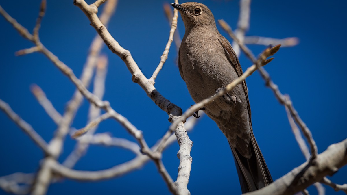 Townsend's Solitaire - Michael McGovern