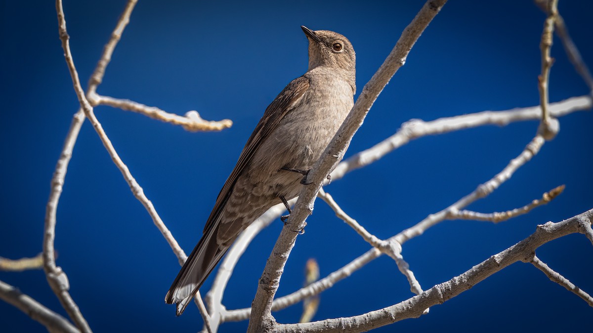 Townsend's Solitaire - Michael McGovern