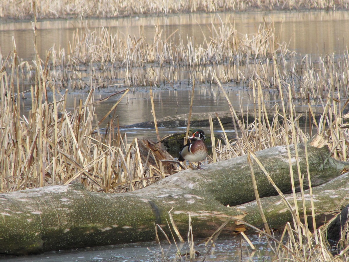 eBird Checklist 24 Mar 2024 Wood Dale Grove Forest Preserve 14 species