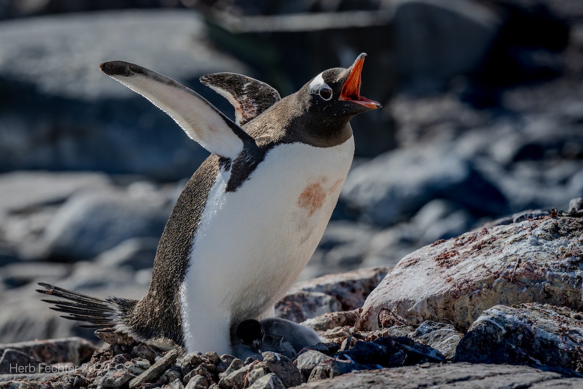 Gentoo Penguin - Herbert Fechter