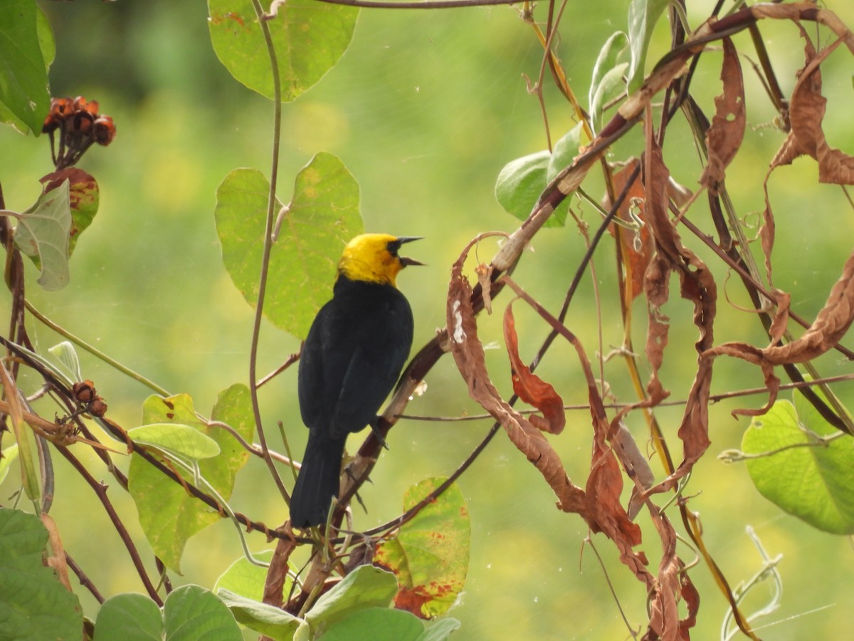 Yellow-hooded Blackbird - ML616417655