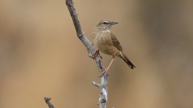  - Yellow-tufted Pipit