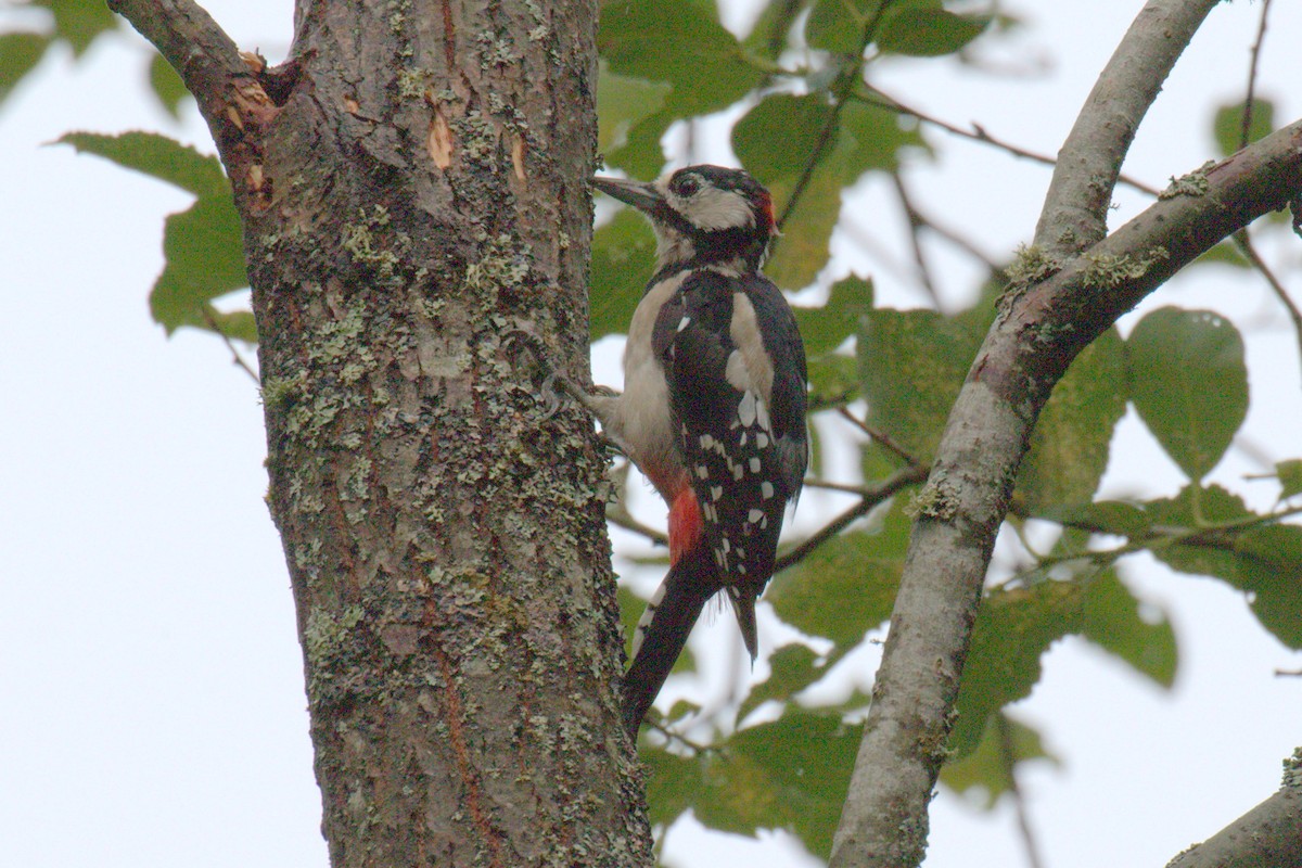 Great Spotted Woodpecker - ML616417703