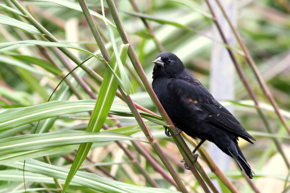 Red-winged Blackbird - Maurice Raymond