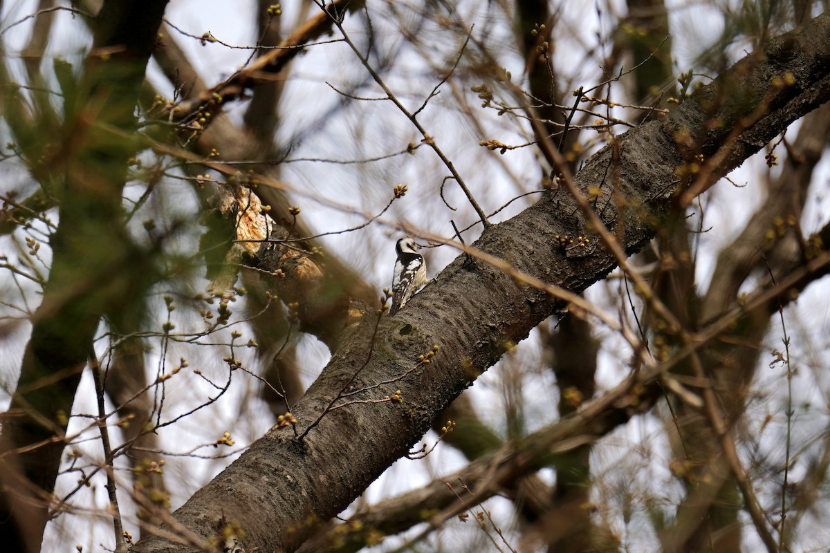 Gray-capped Pygmy Woodpecker - ML616417760