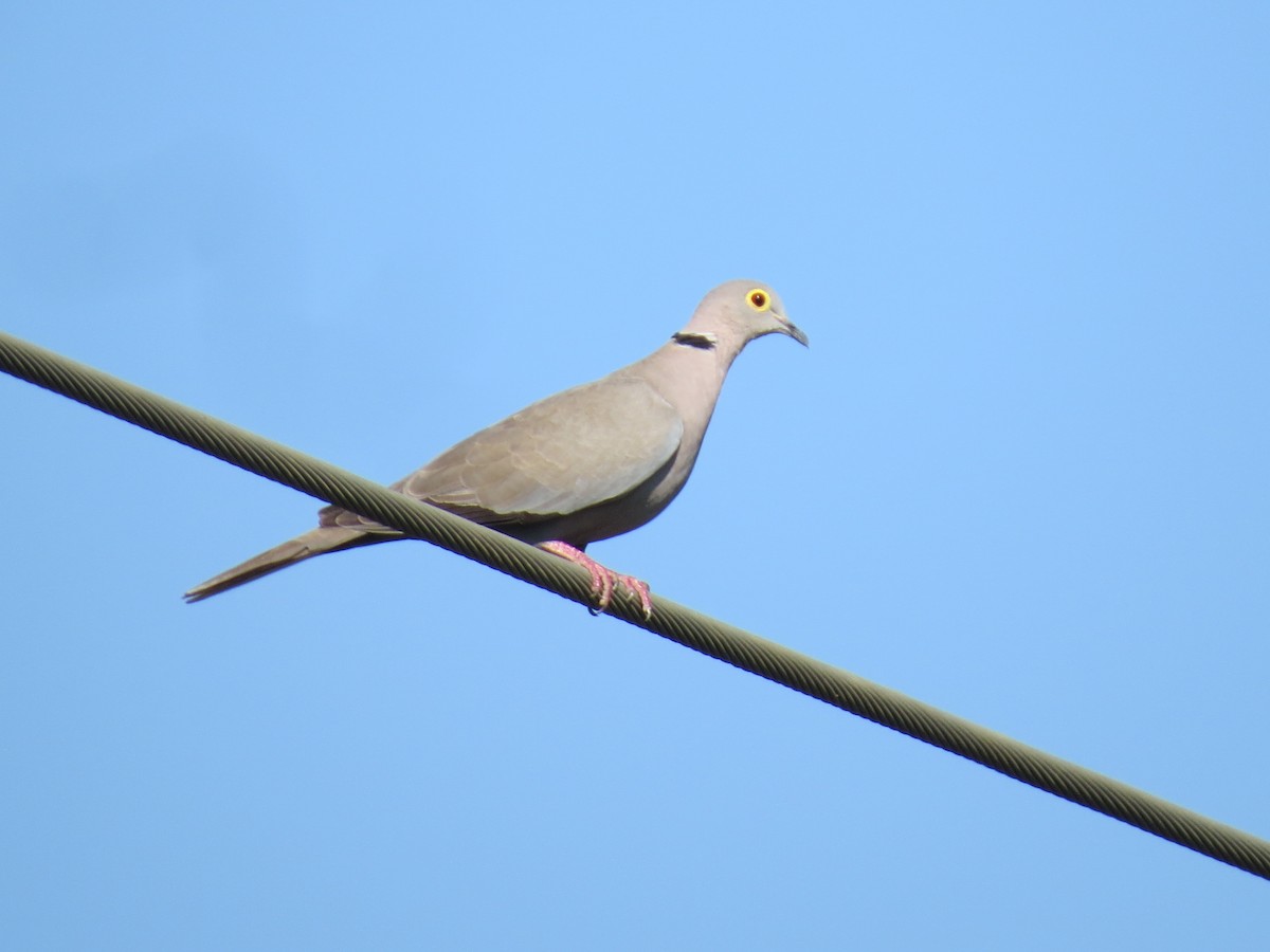 Burmese Collared-Dove - ML616417831