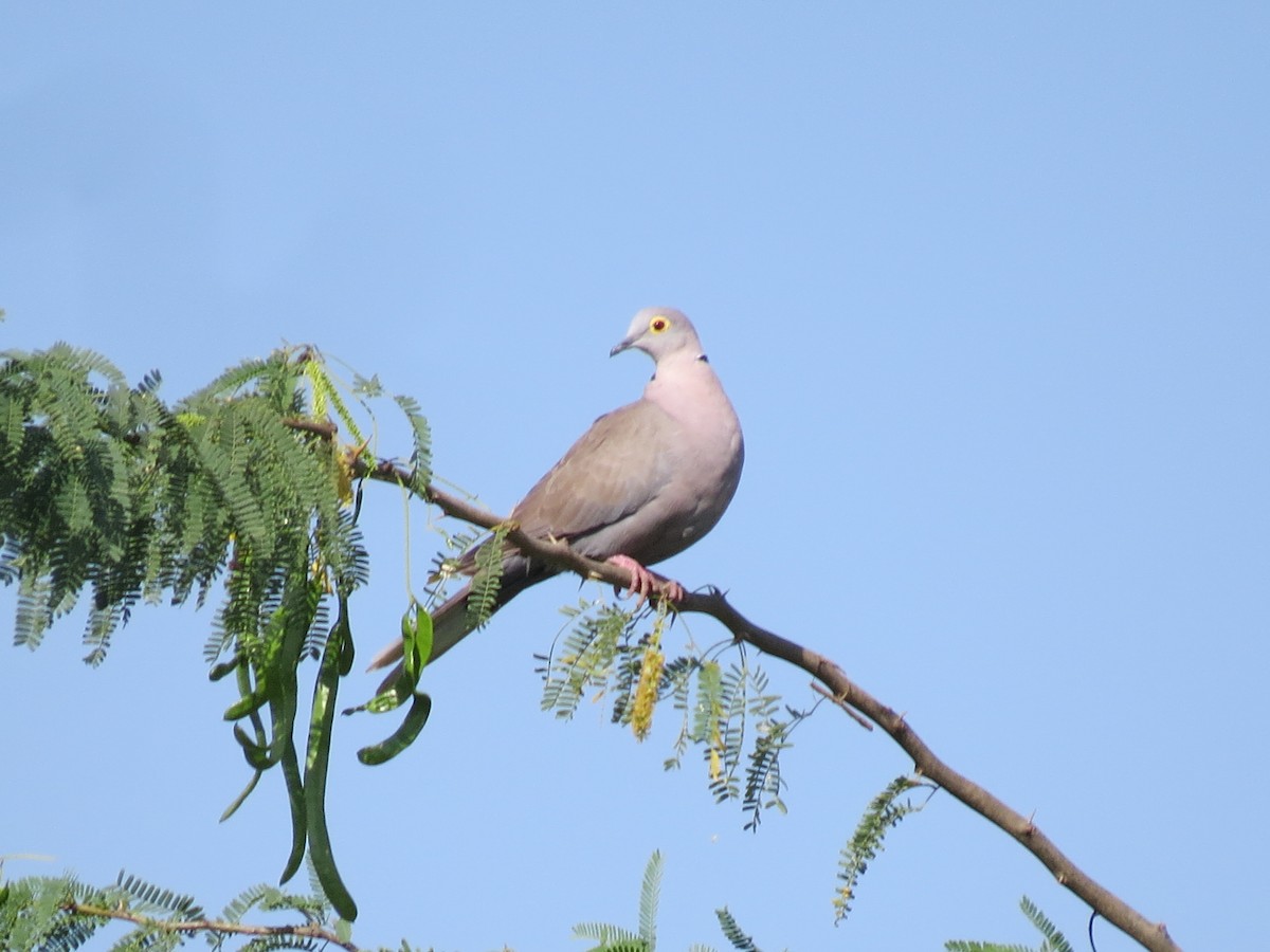 Burmese Collared-Dove - ML616417832