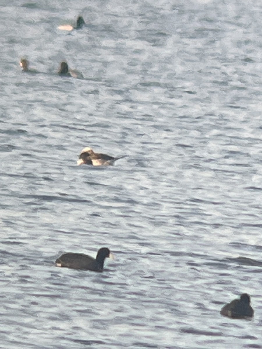 Long-tailed Duck - ML616417872