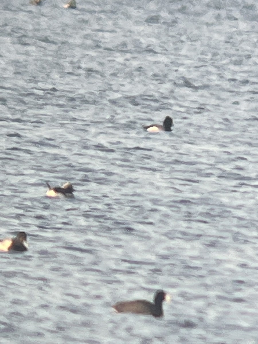 Long-tailed Duck - ML616417873