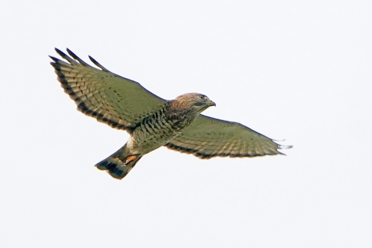 Broad-winged Hawk - ML616417918