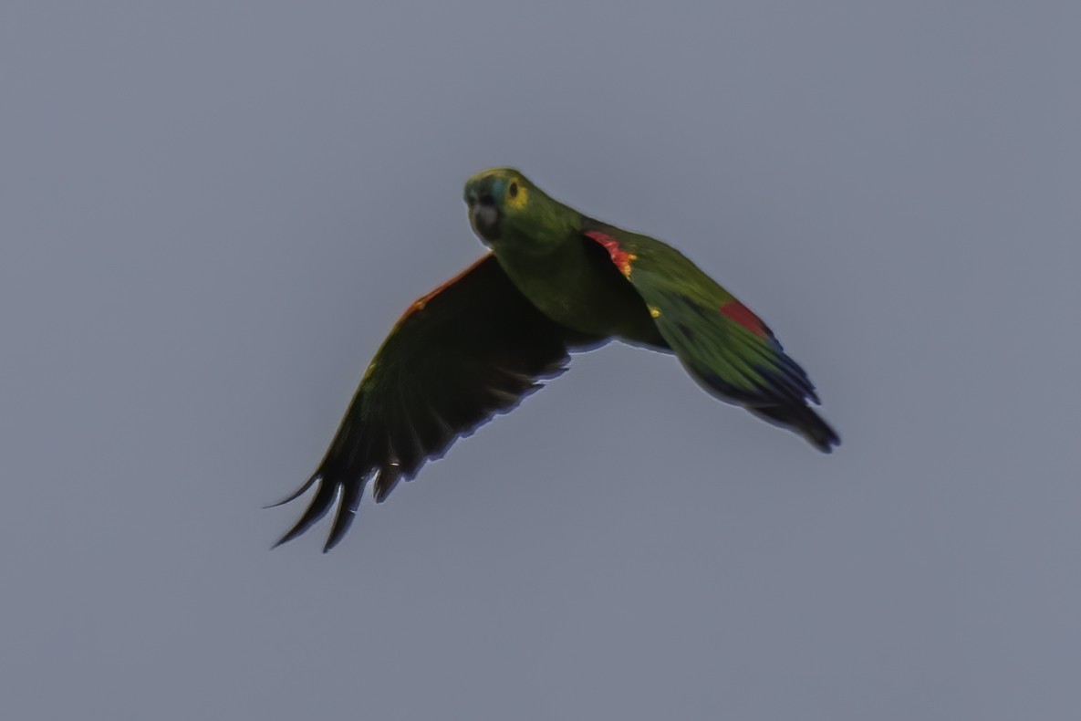 Turquoise-fronted Parrot - ML616417943