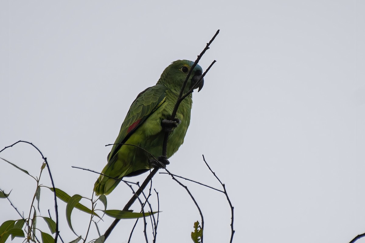 Turquoise-fronted Parrot - ML616417944