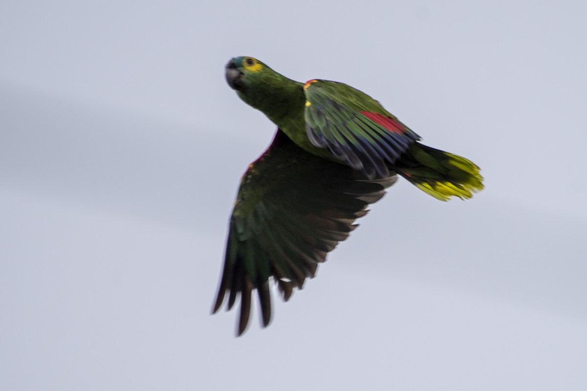 Turquoise-fronted Parrot - ML616417945