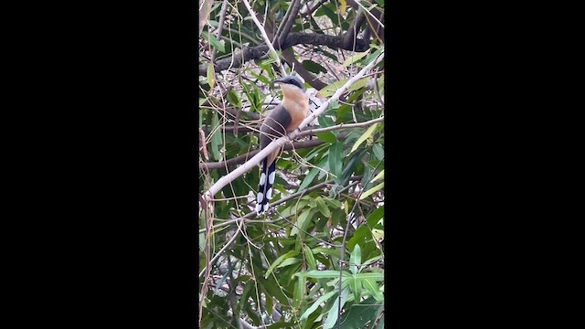 Mangrove Cuckoo - ML616417960