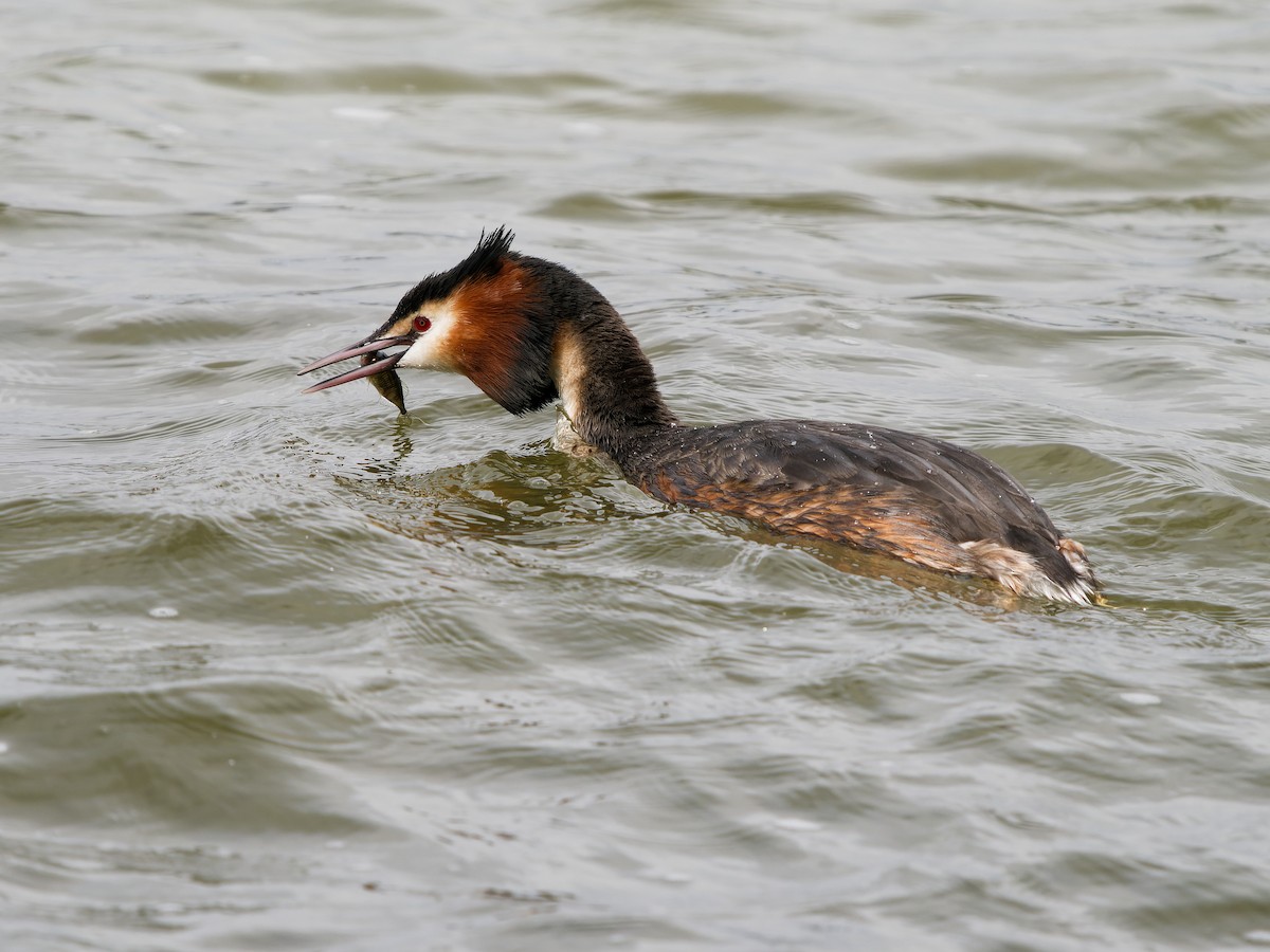 Great Crested Grebe - ML616418033