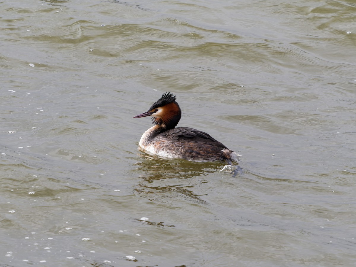 Great Crested Grebe - ML616418034