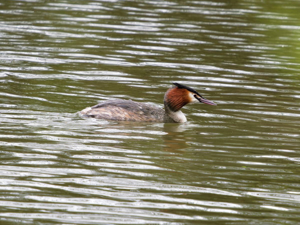 Great Crested Grebe - ML616418035
