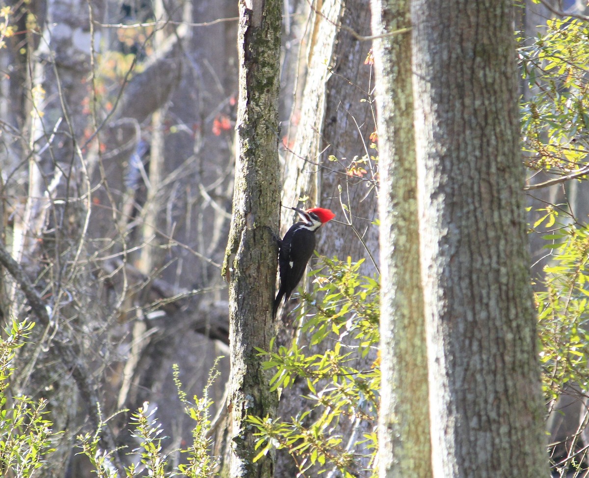 Pileated Woodpecker - ML616418358