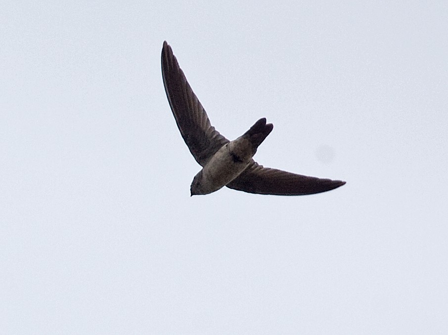 Indian Swiftlet - ML616418494