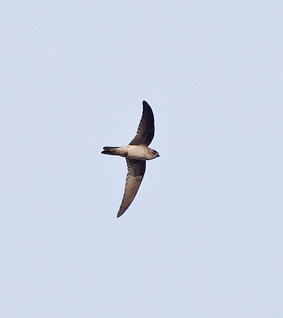 Indian Swiftlet - ML616418496