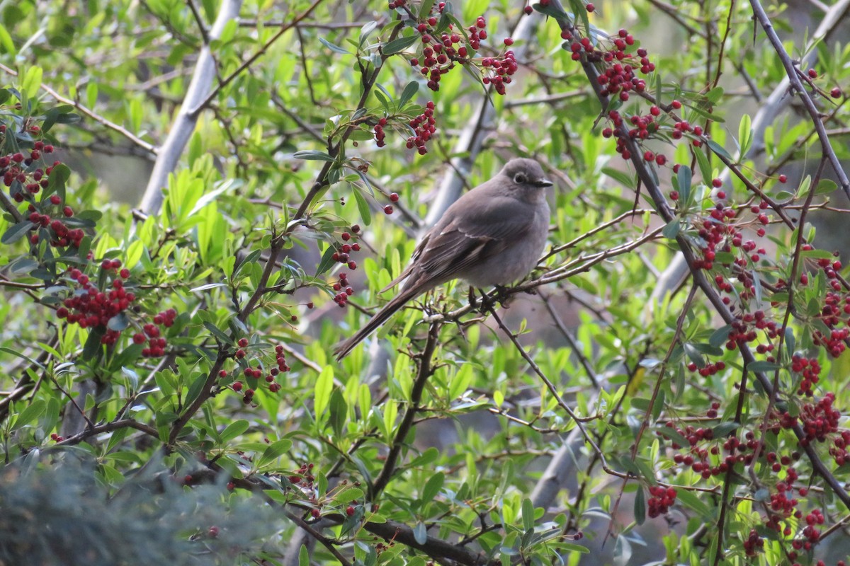 Townsend's Solitaire - ML616418537