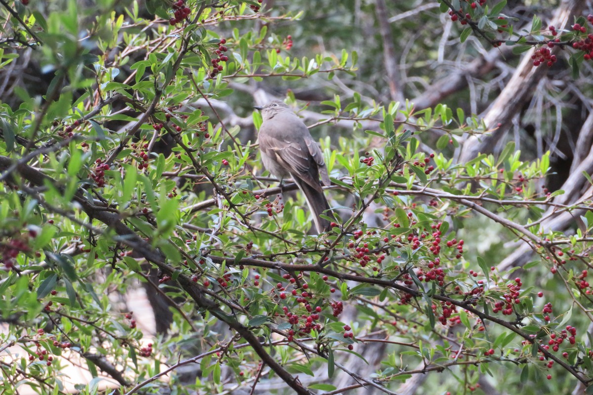 Townsend's Solitaire - ML616418538