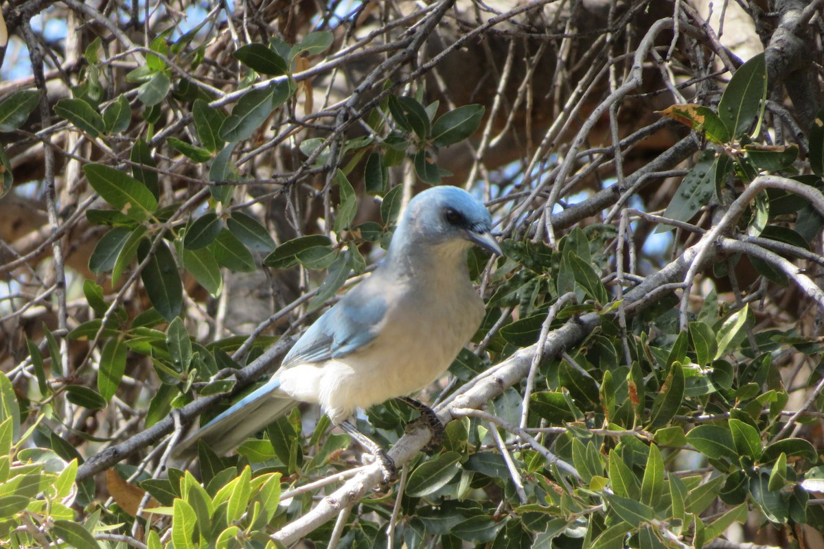 Mexican Jay - ML616418595