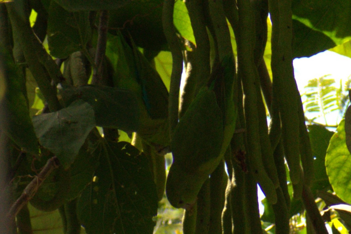 Meksika Serçe Papağanı - ML616418650