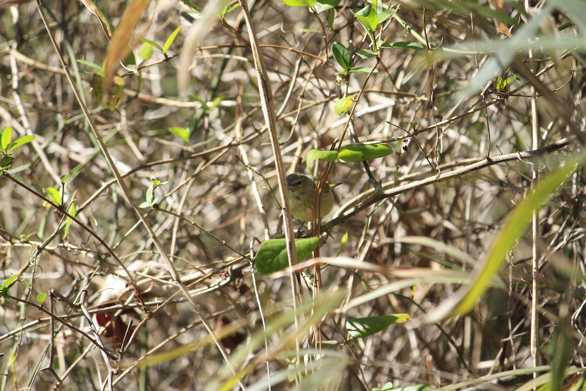 Orange-crowned Warbler - ML616418752