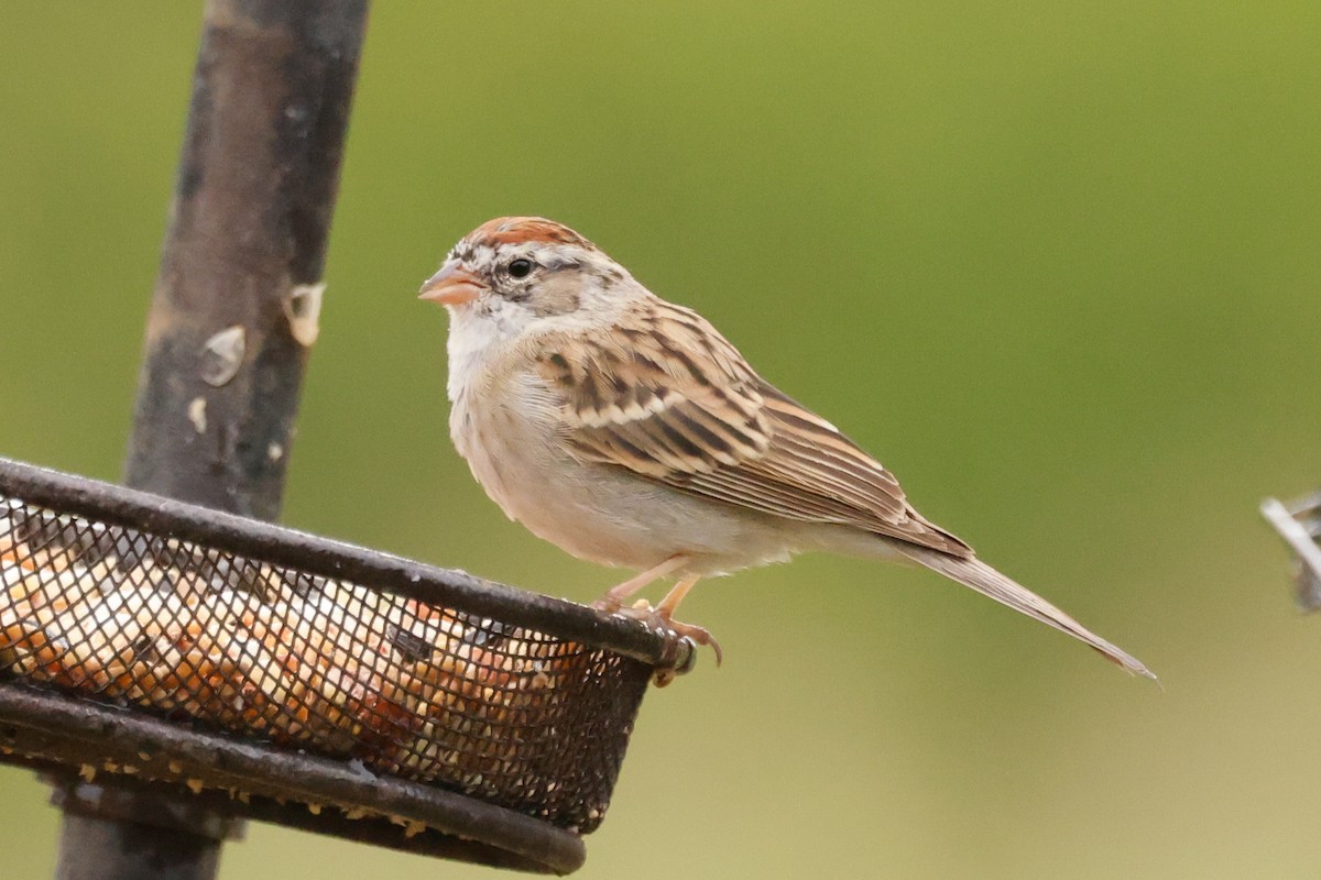 Chipping Sparrow - Barry Langdon-Lassagne