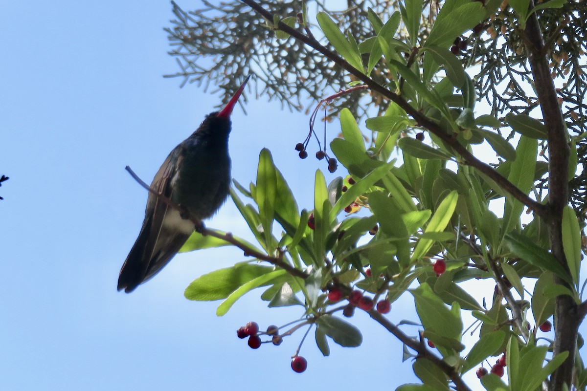 Broad-billed Hummingbird - Ann Haverstock