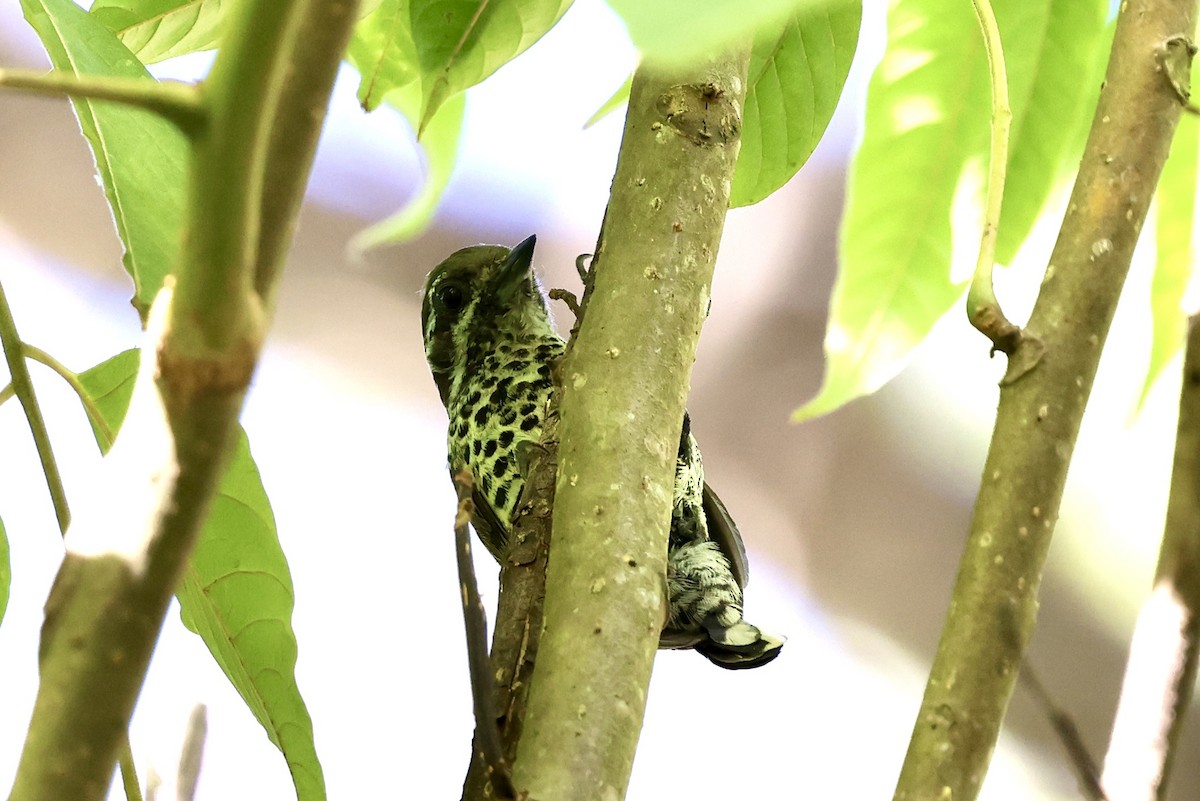 Speckled Piculet - ML616418812