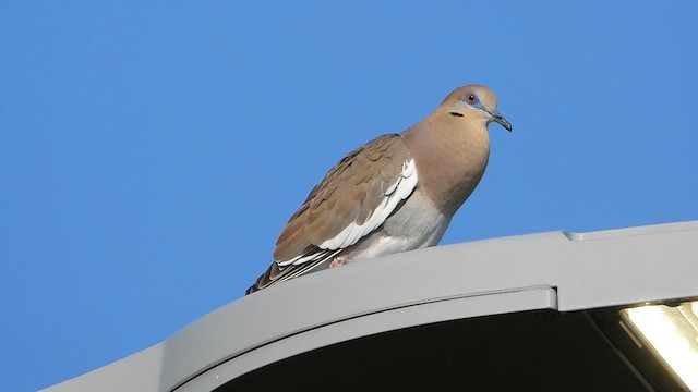 White-winged Dove - ML616418930