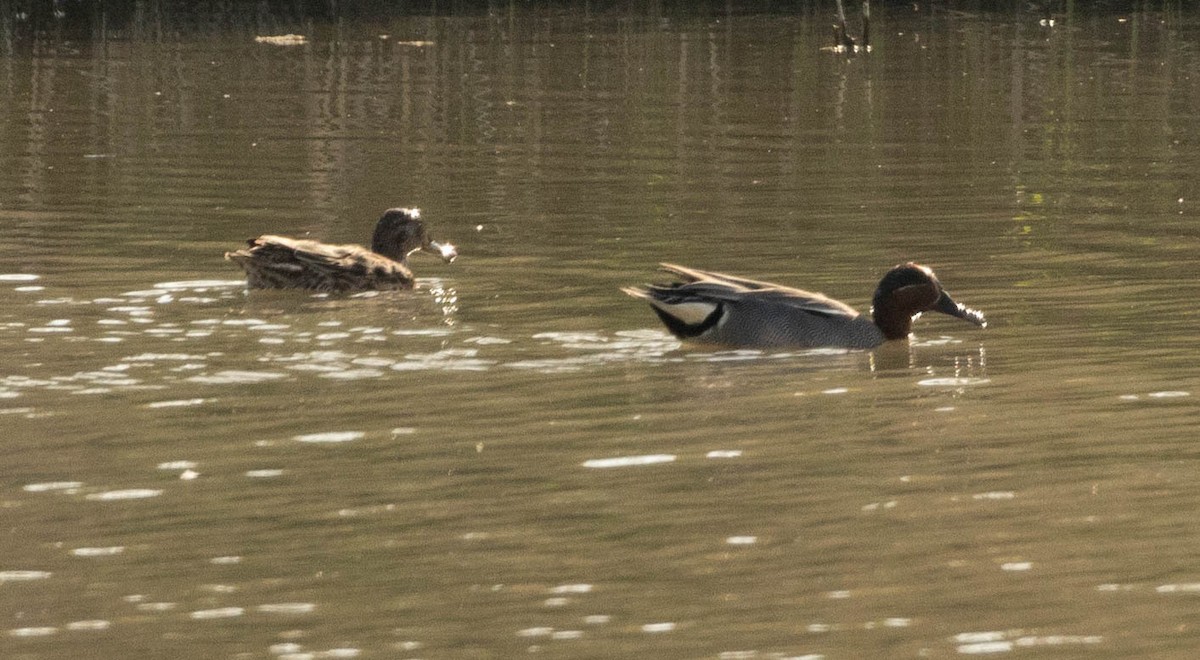 Green-winged Teal - ML616418985