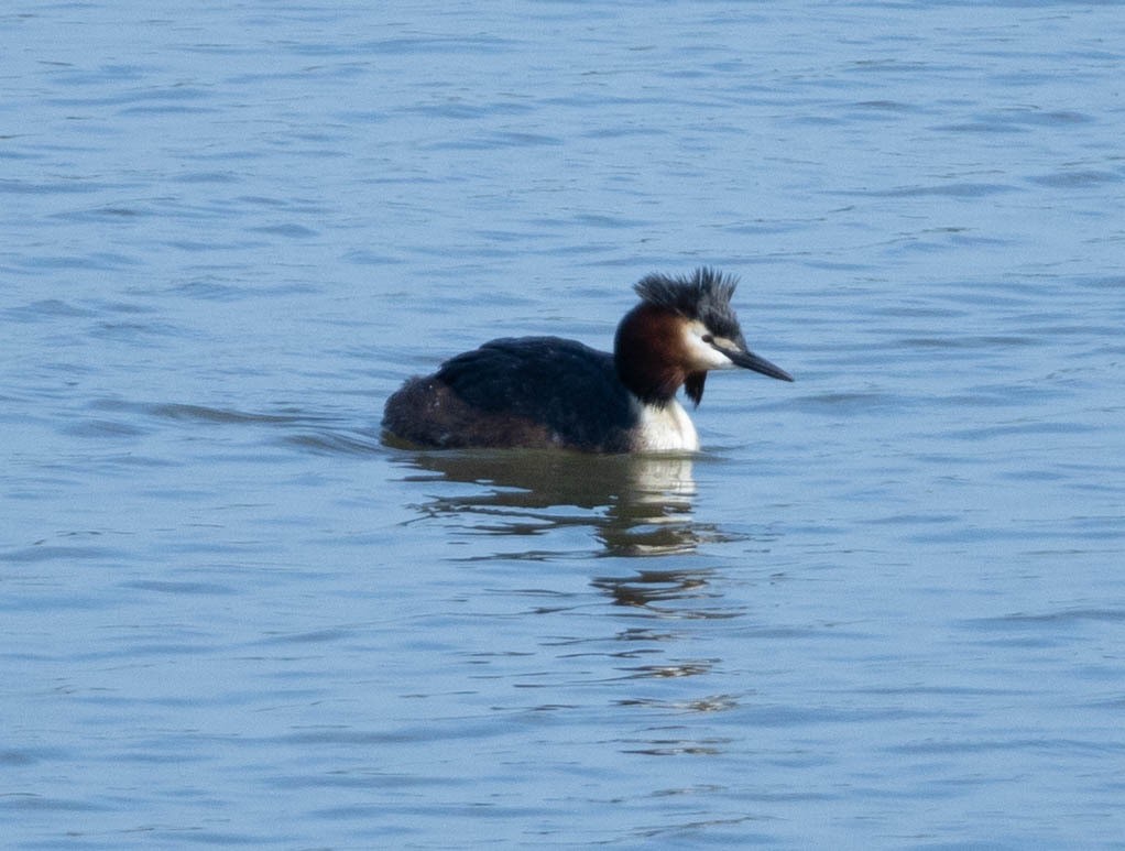 Great Crested Grebe - ML616419052